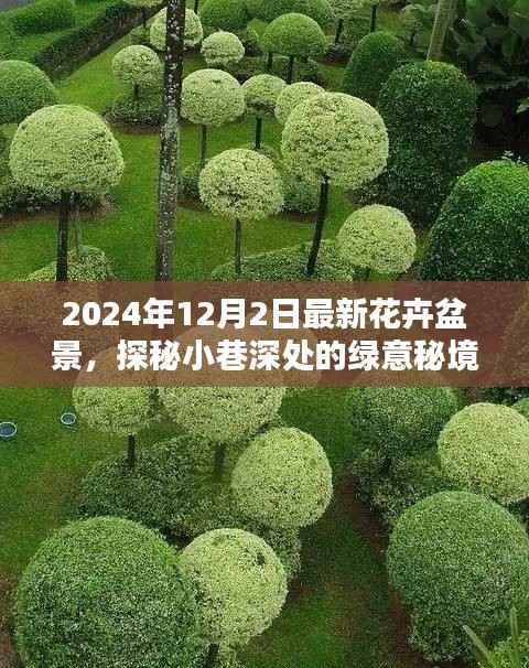 探秘绿意秘境,2024年最新花卉盆景的独特魅力与小巷深处的生机盎然