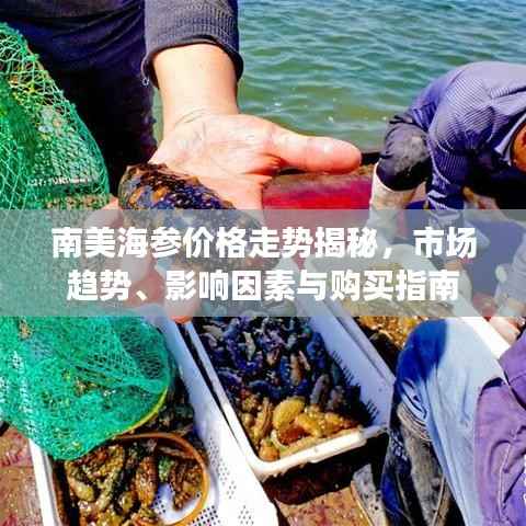 南美海参价格走势揭秘,市场趋势、影响因素与购买指南