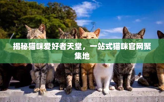揭秘猫咪爱好者天堂,一站式猫咪官网聚集地