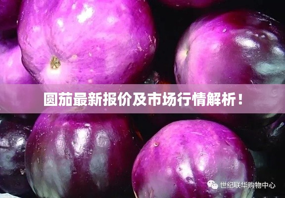 圆茄最新报价及市场行情解析!