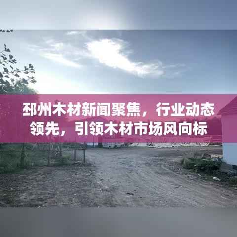 邳州木材新闻聚焦,行业动态领先,引领木材市场风向标